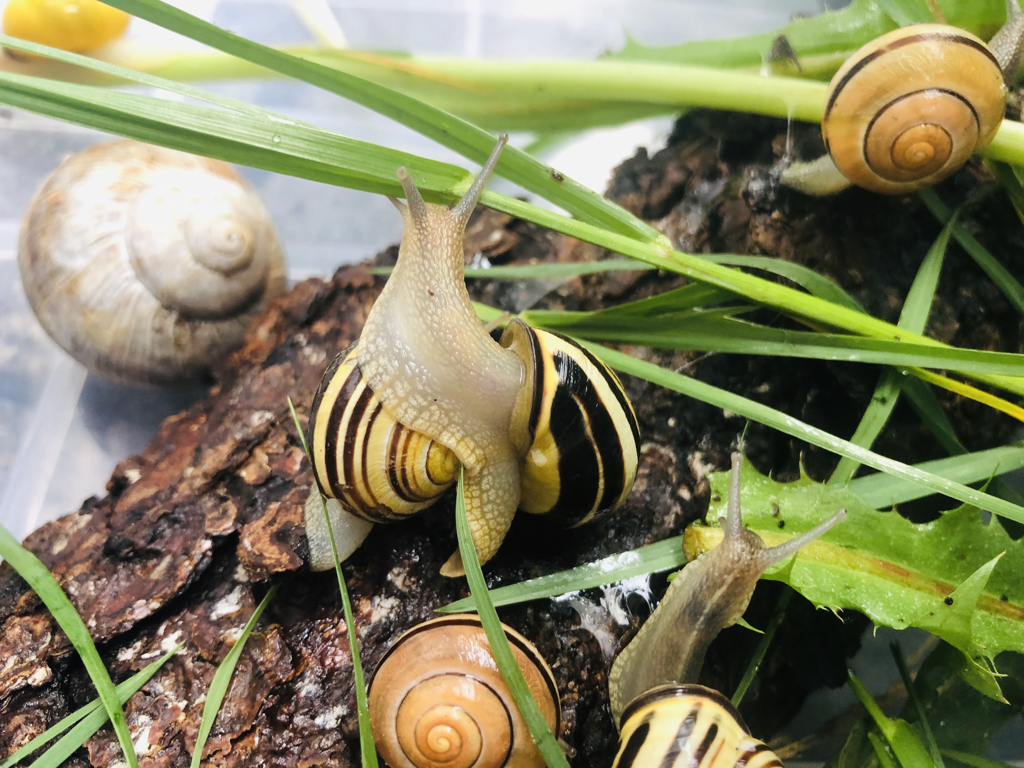 snails