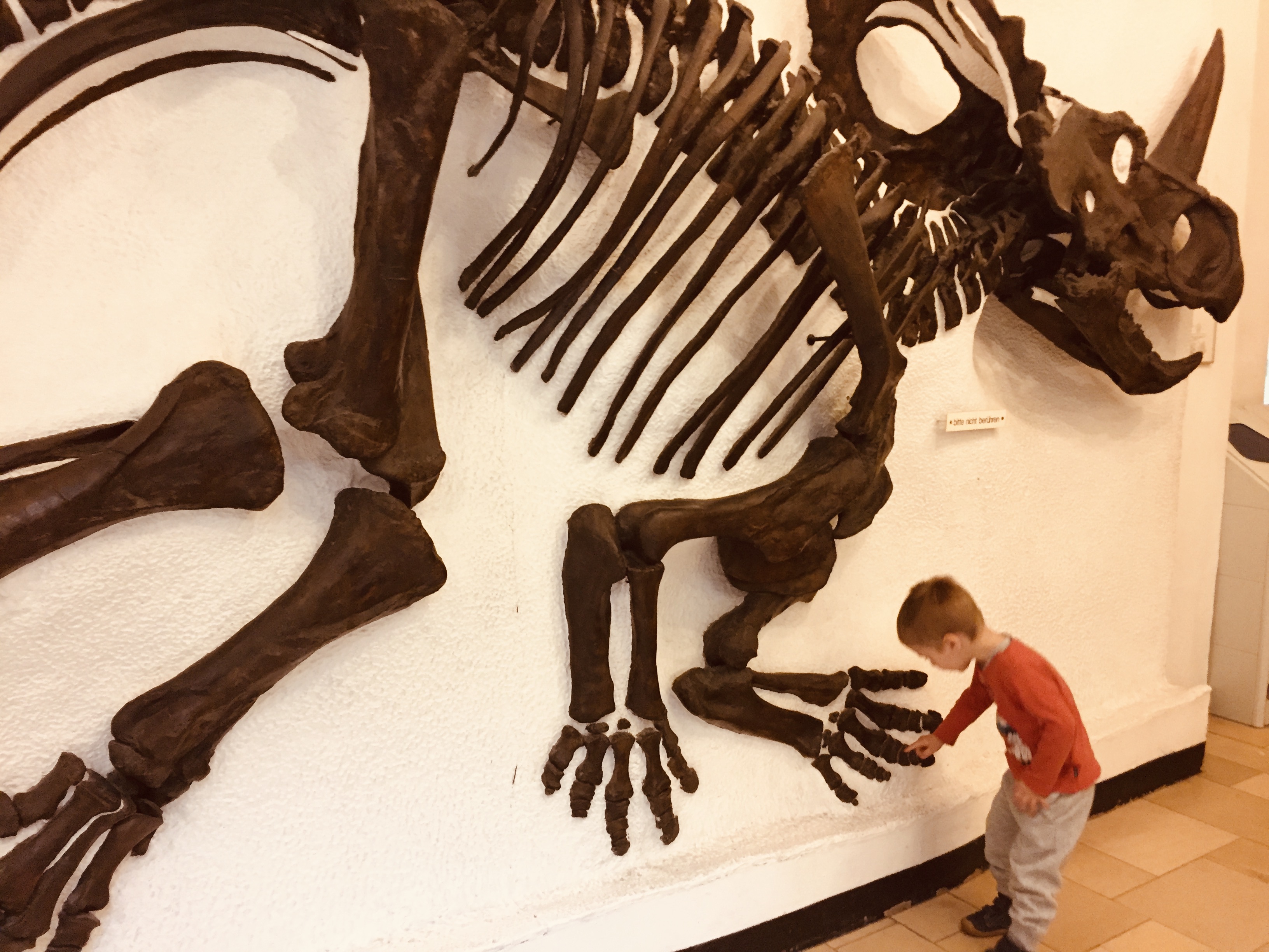 kid in a paleontological museum
