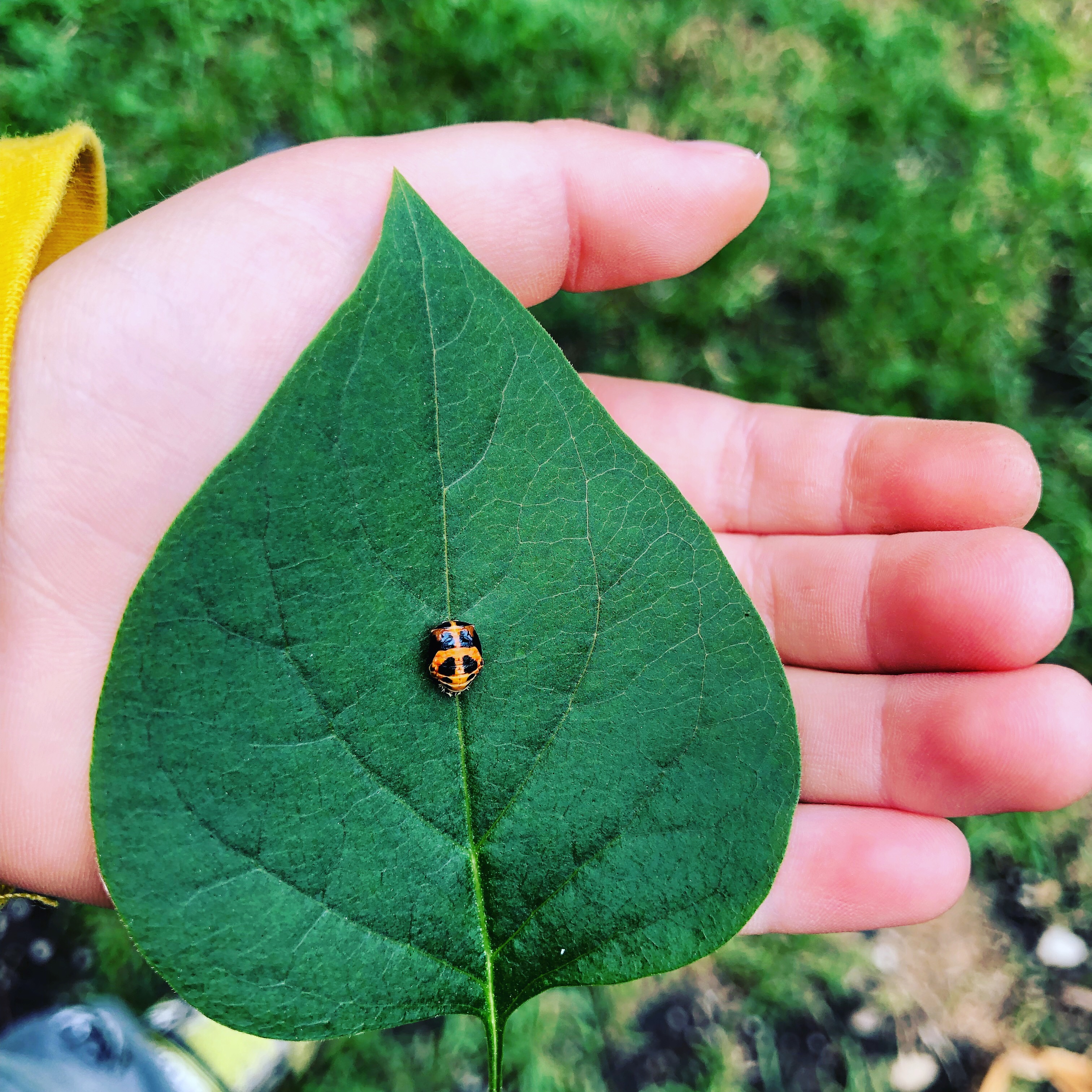 ladybug on a leaf