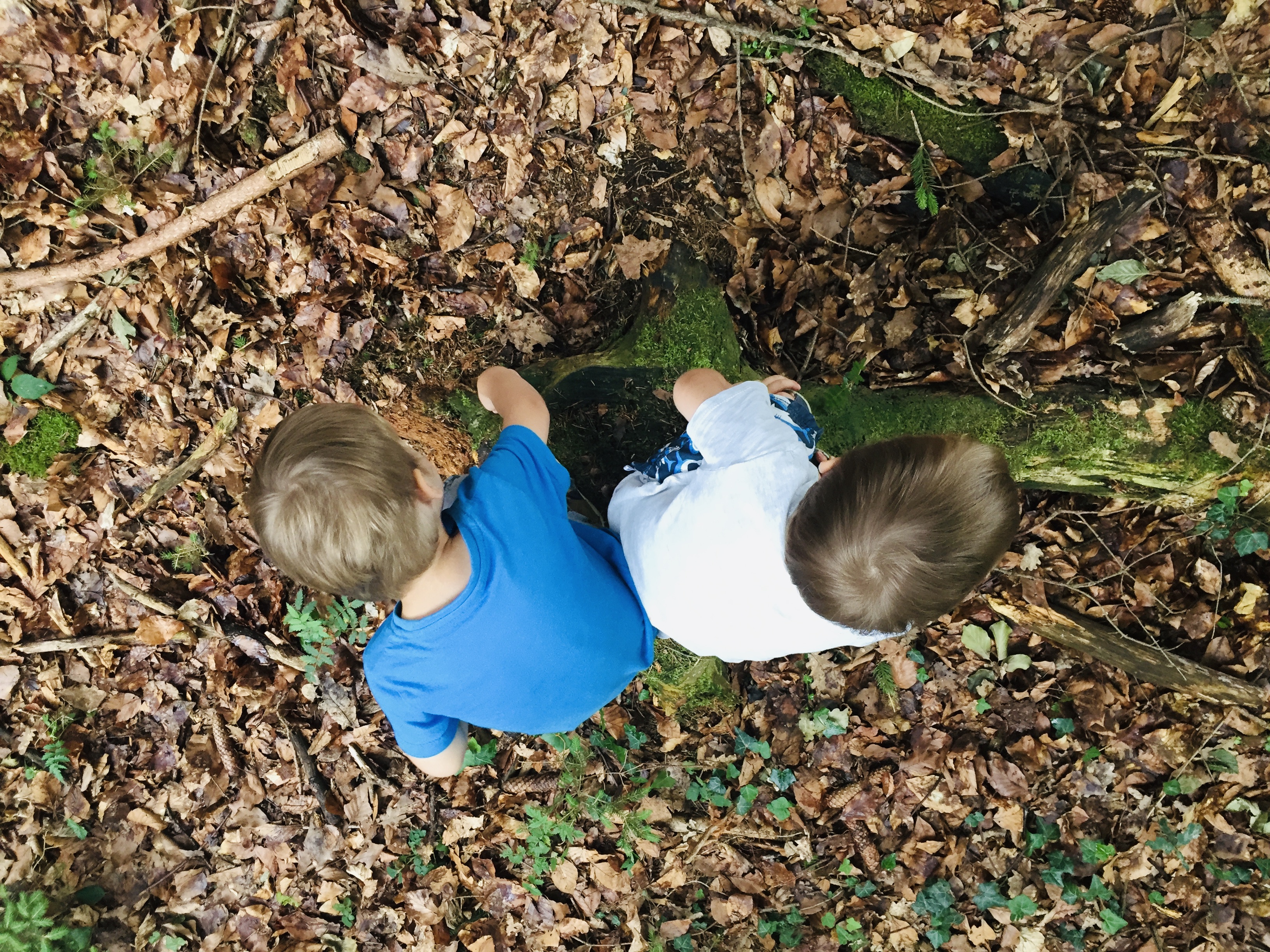 Kids on a branch