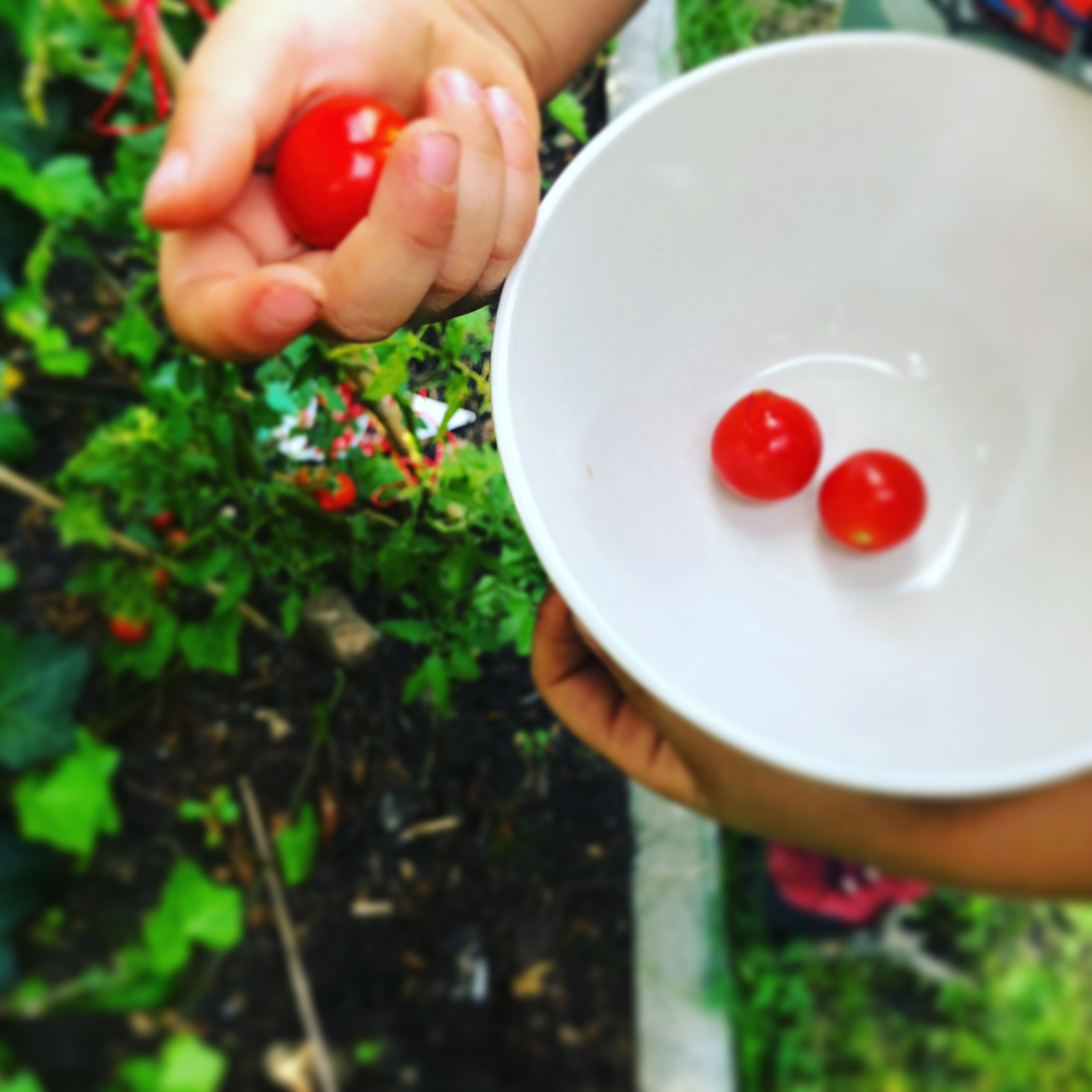 kid picking tomatoes