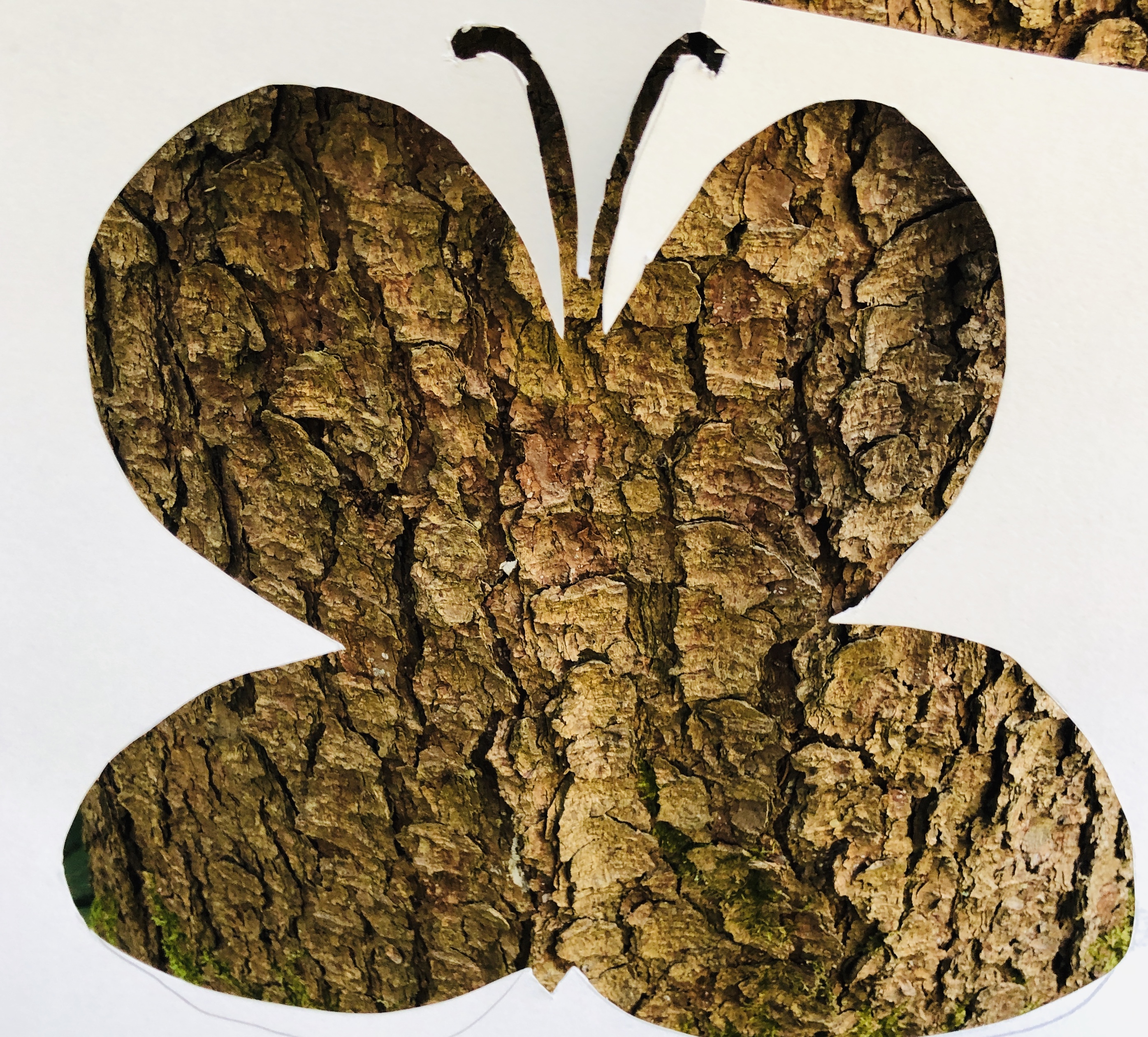 tree crust butterfly