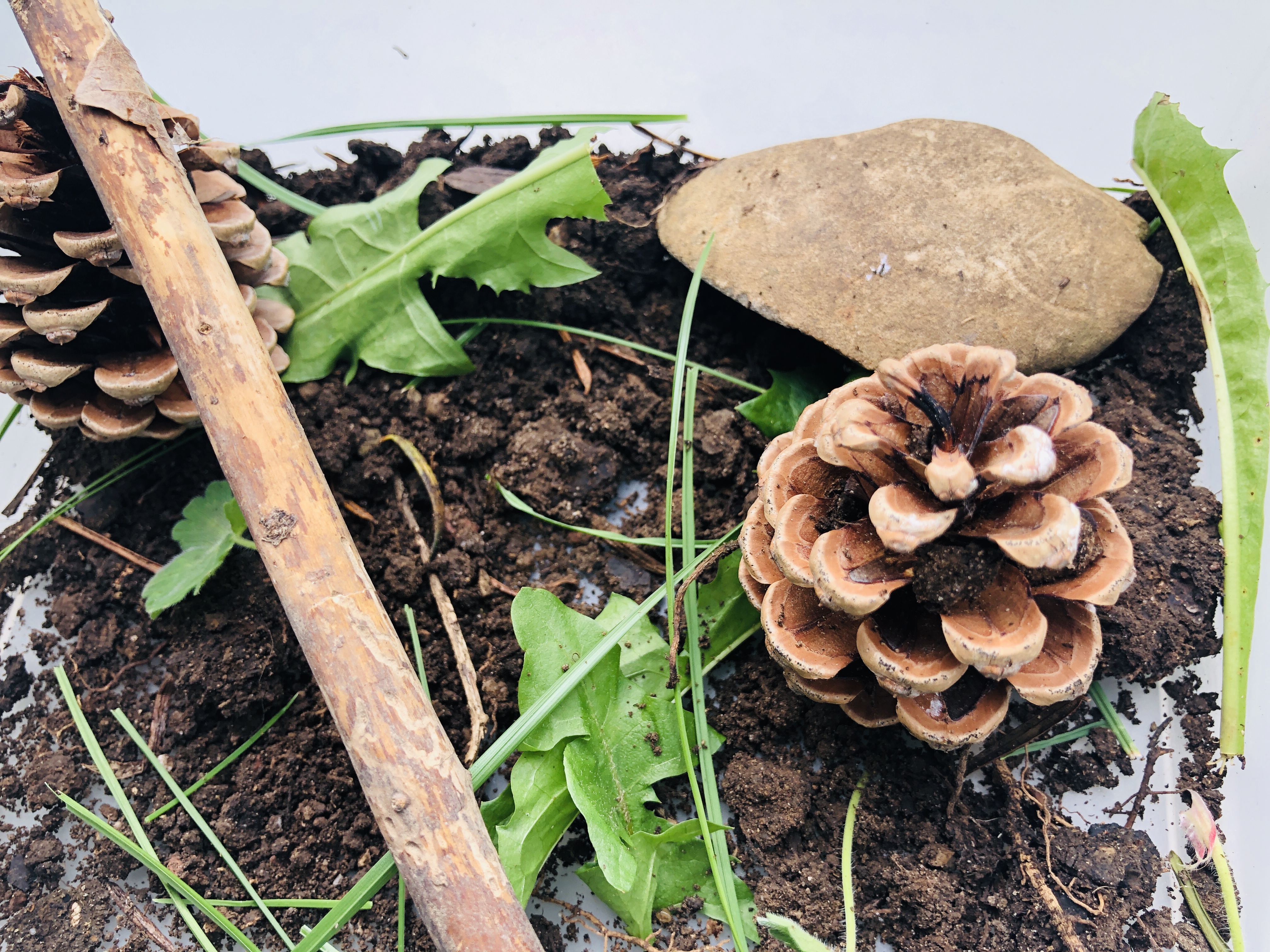 preparation for the snail terrarium 