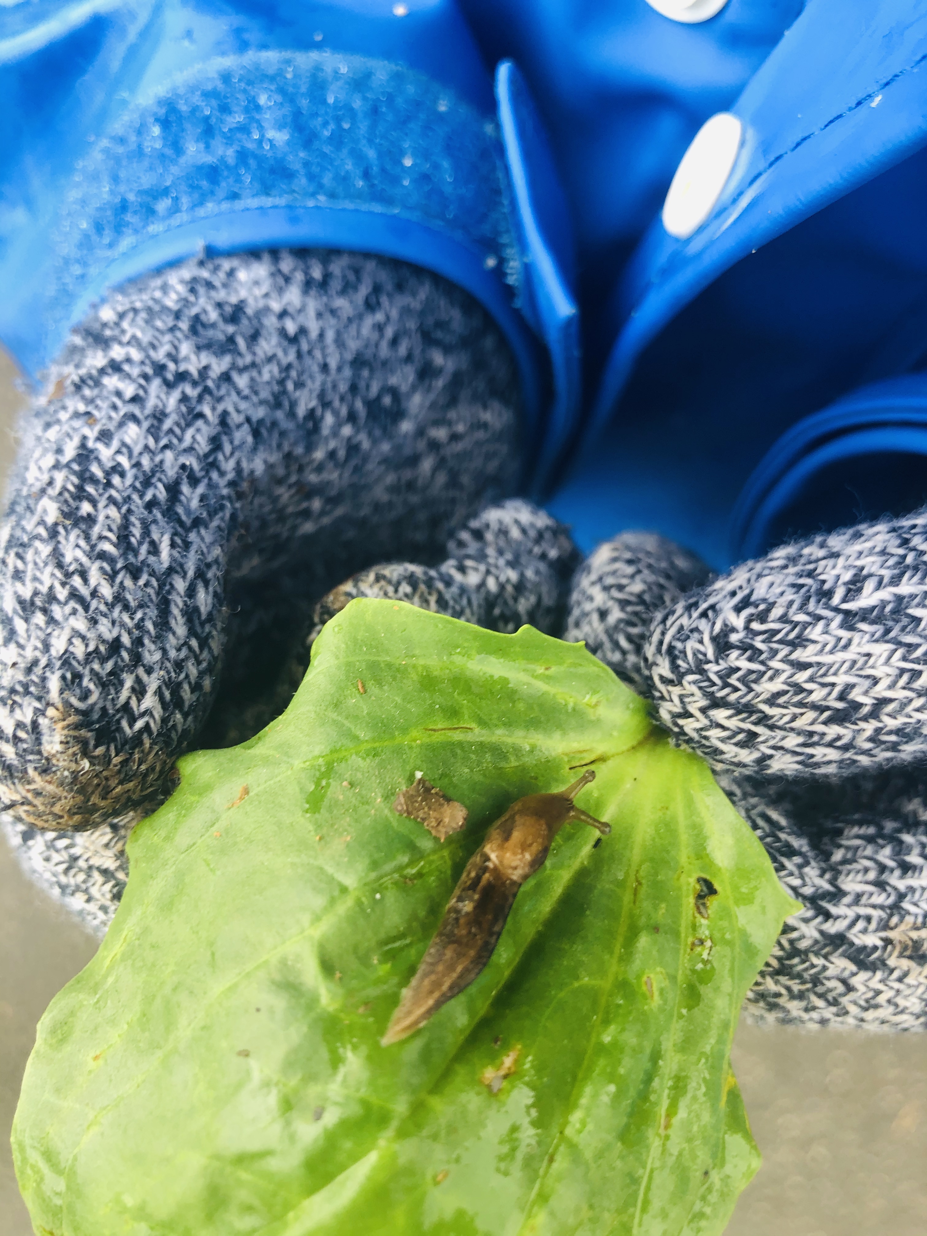 tiny slug friend