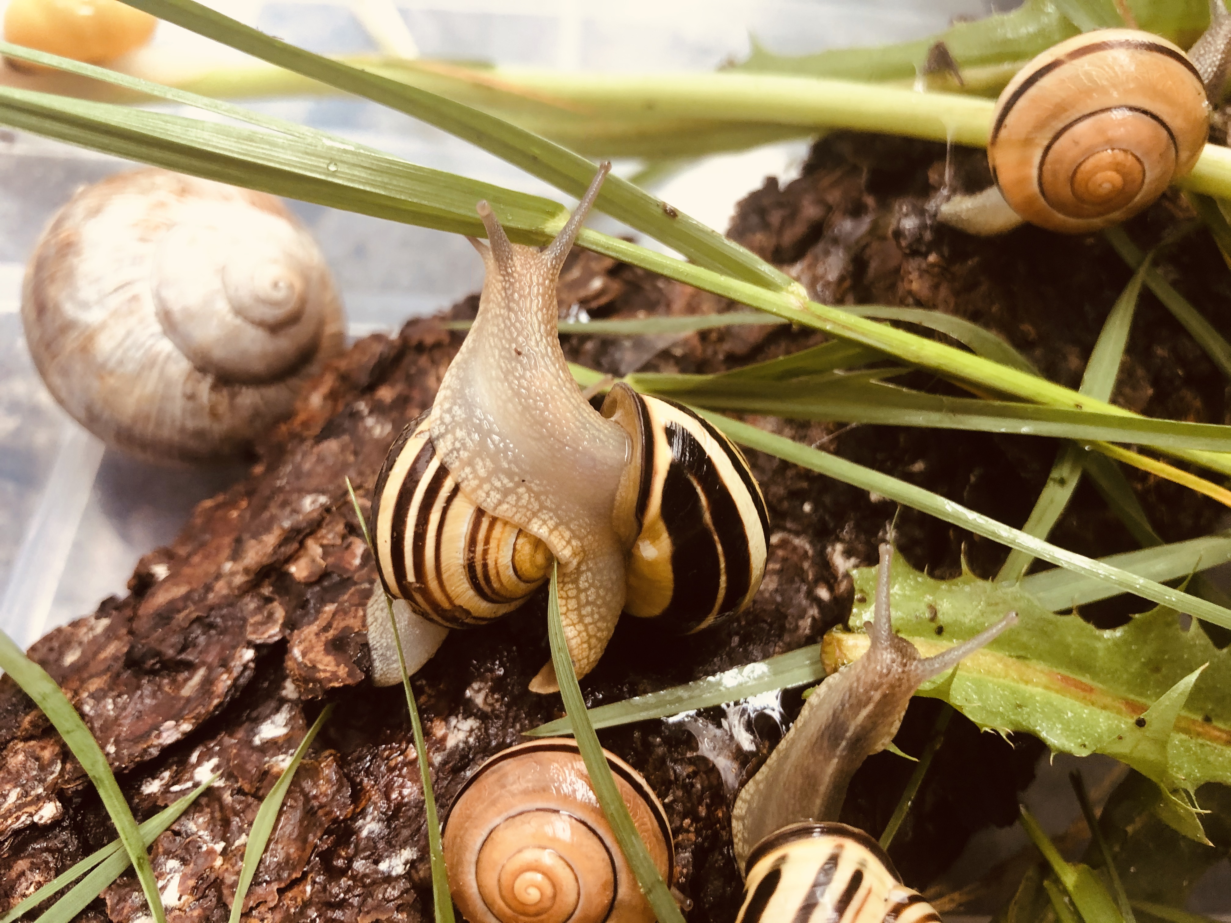 Snails in a box