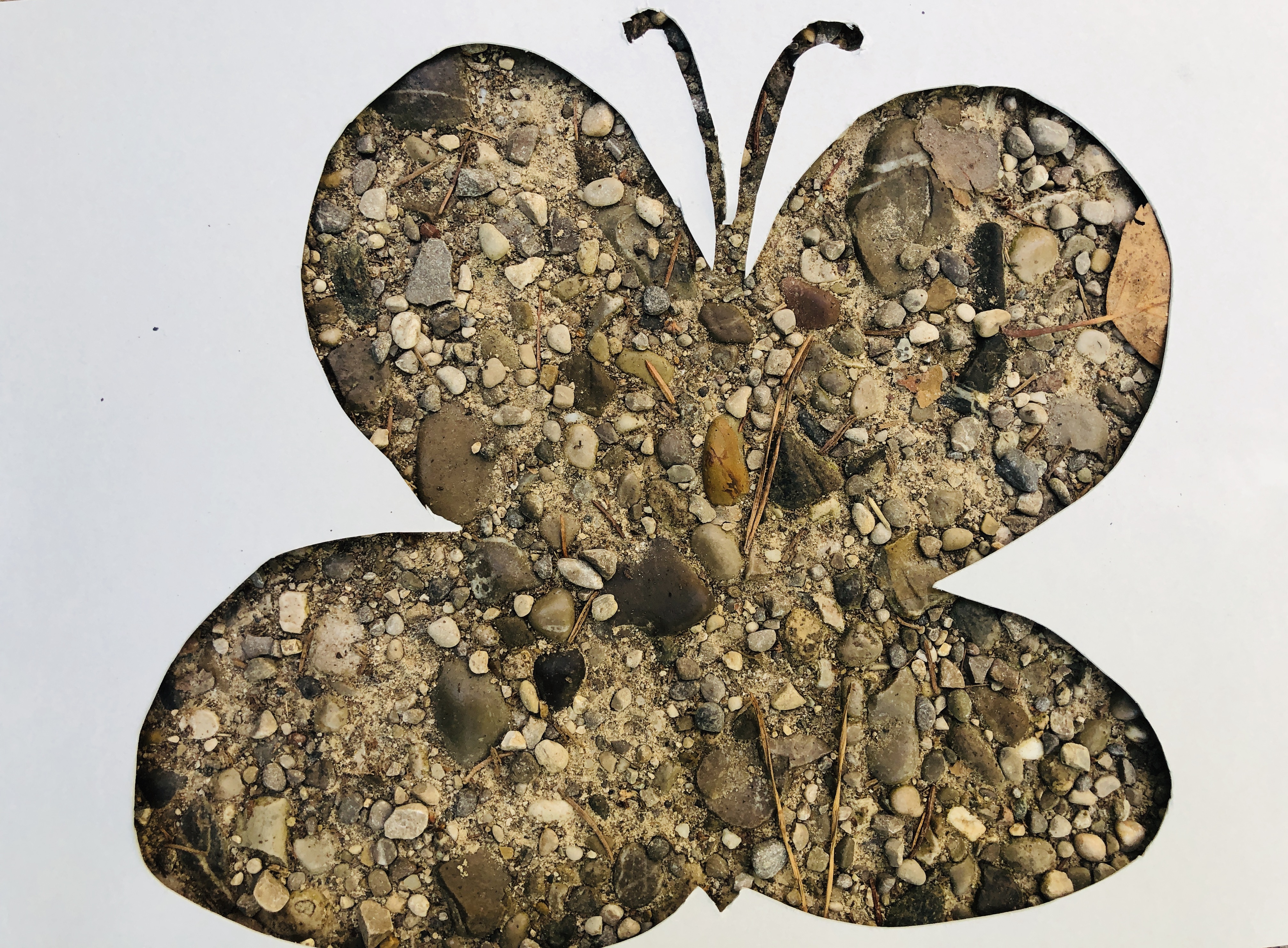 forest floor butterfly 