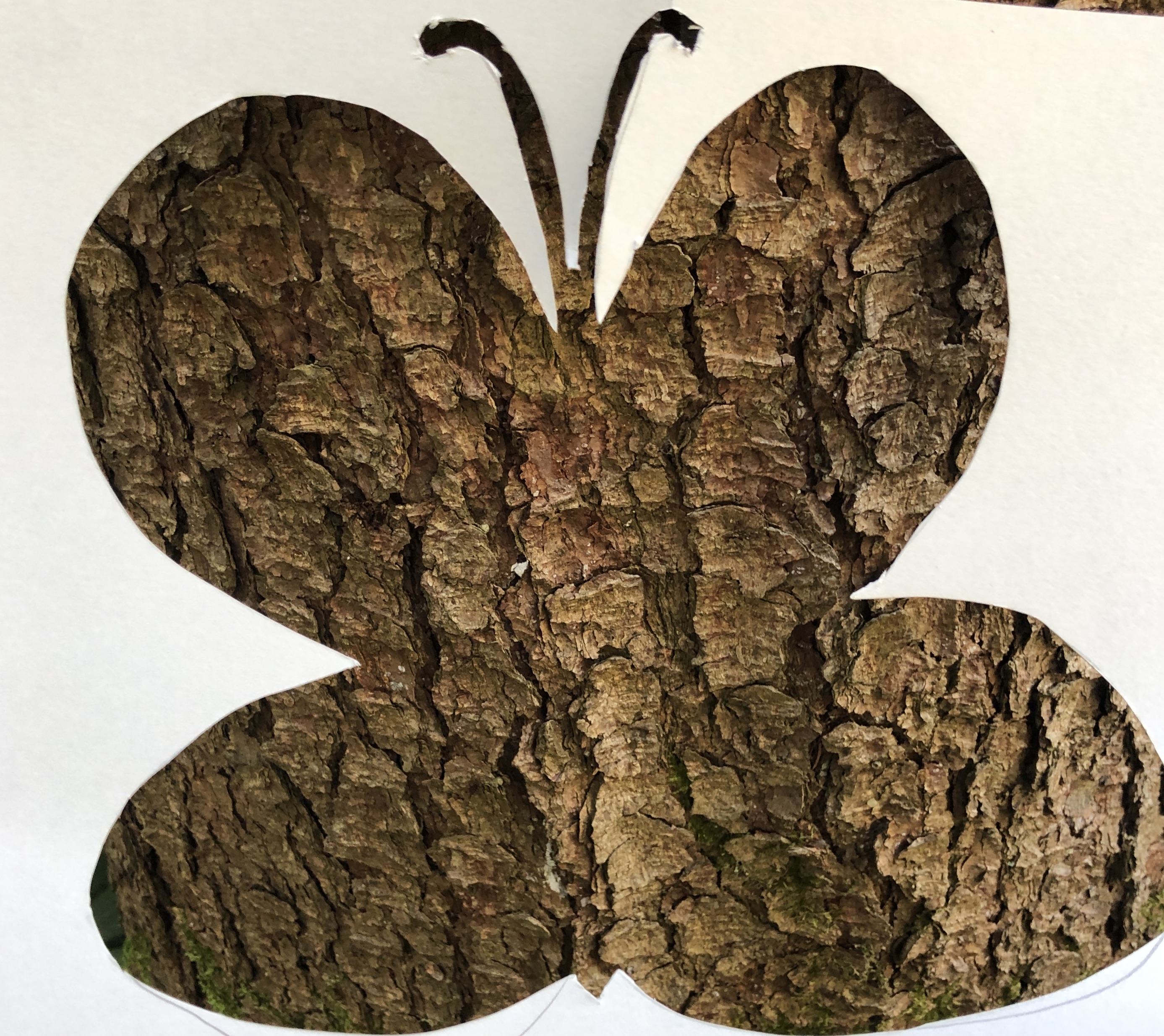 tree crust butterfly