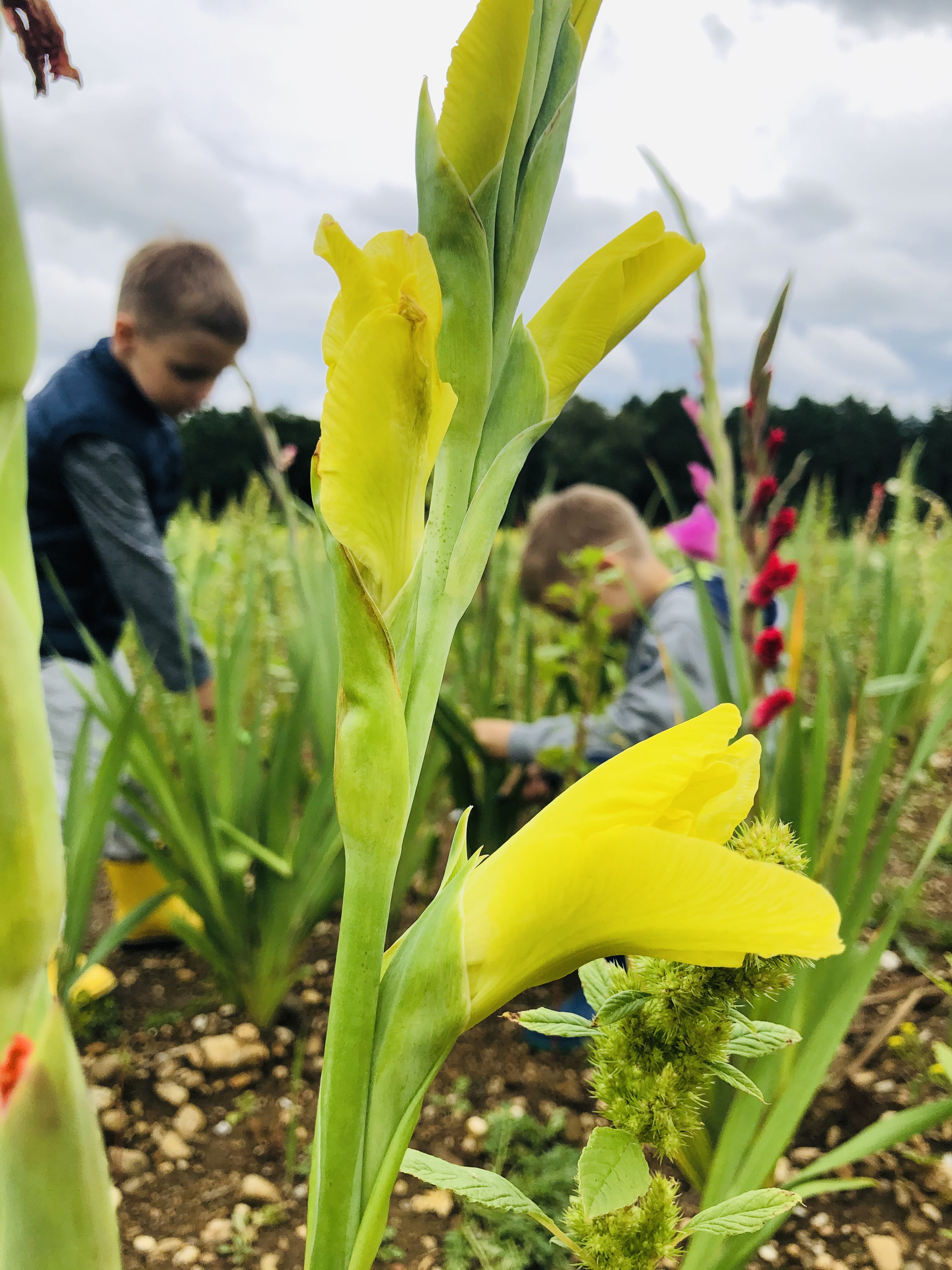 harvesting flowers in the field