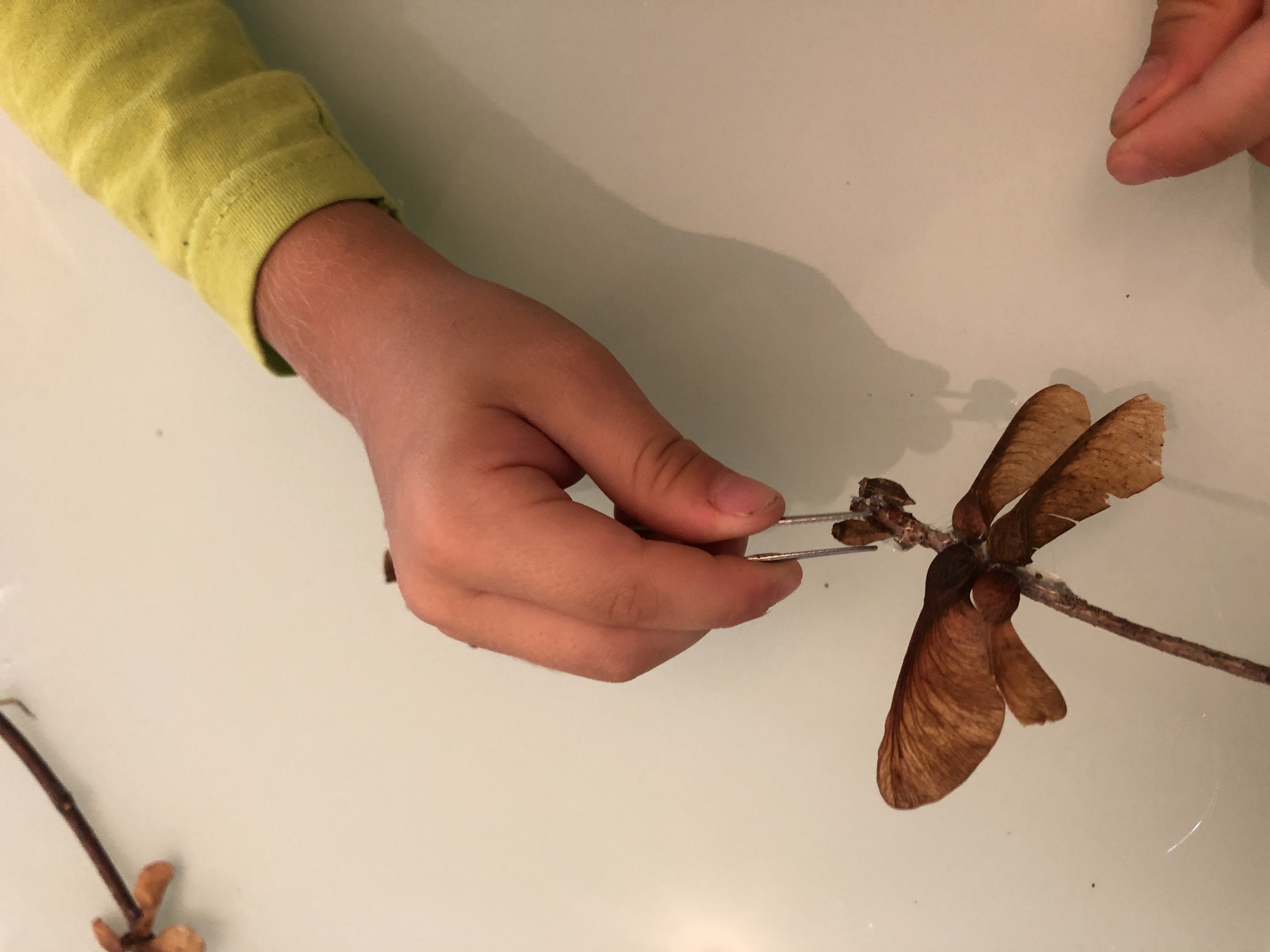 using tweezers for making dragonflies