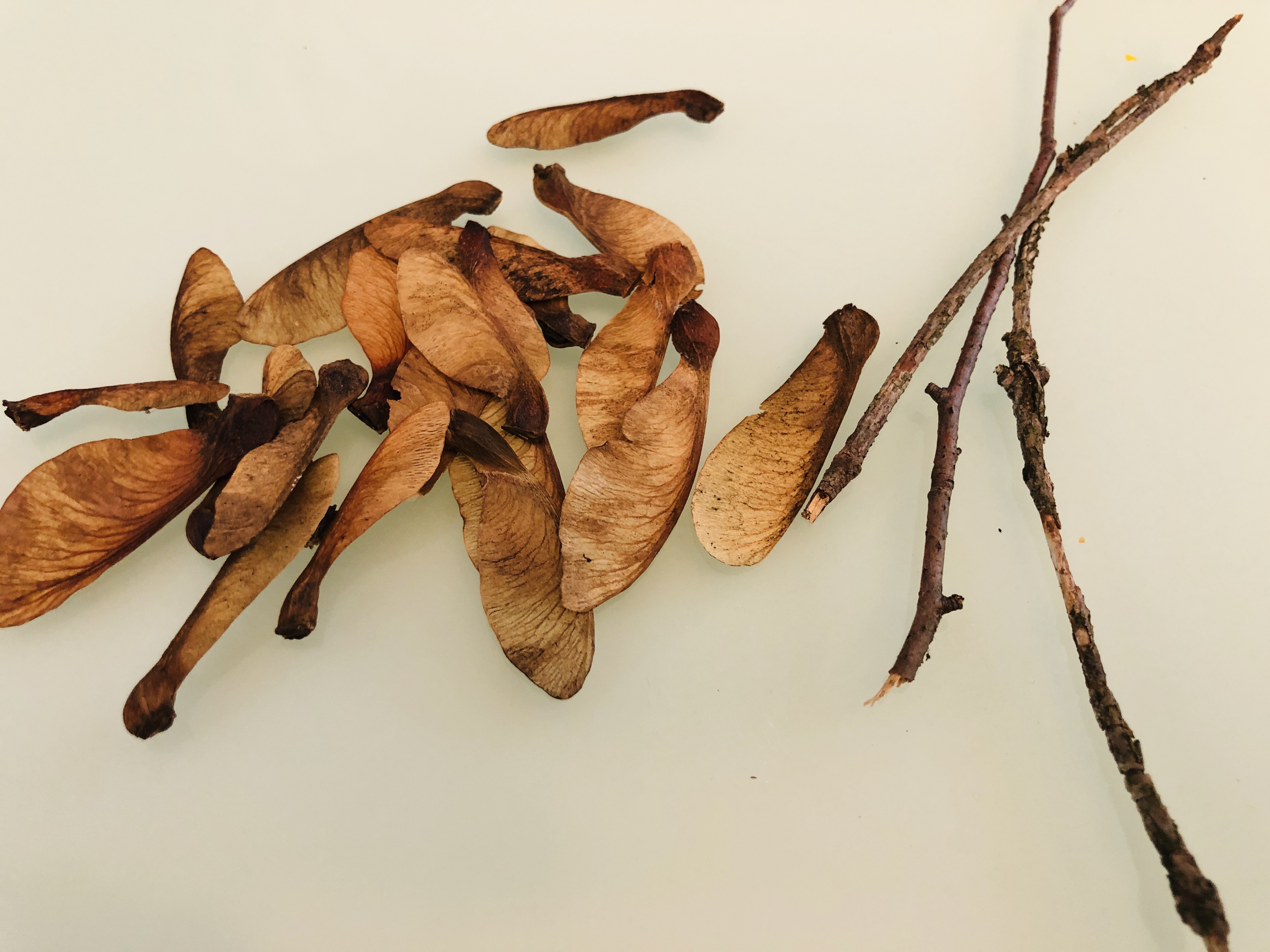 twigs and seeds for making dragonflies