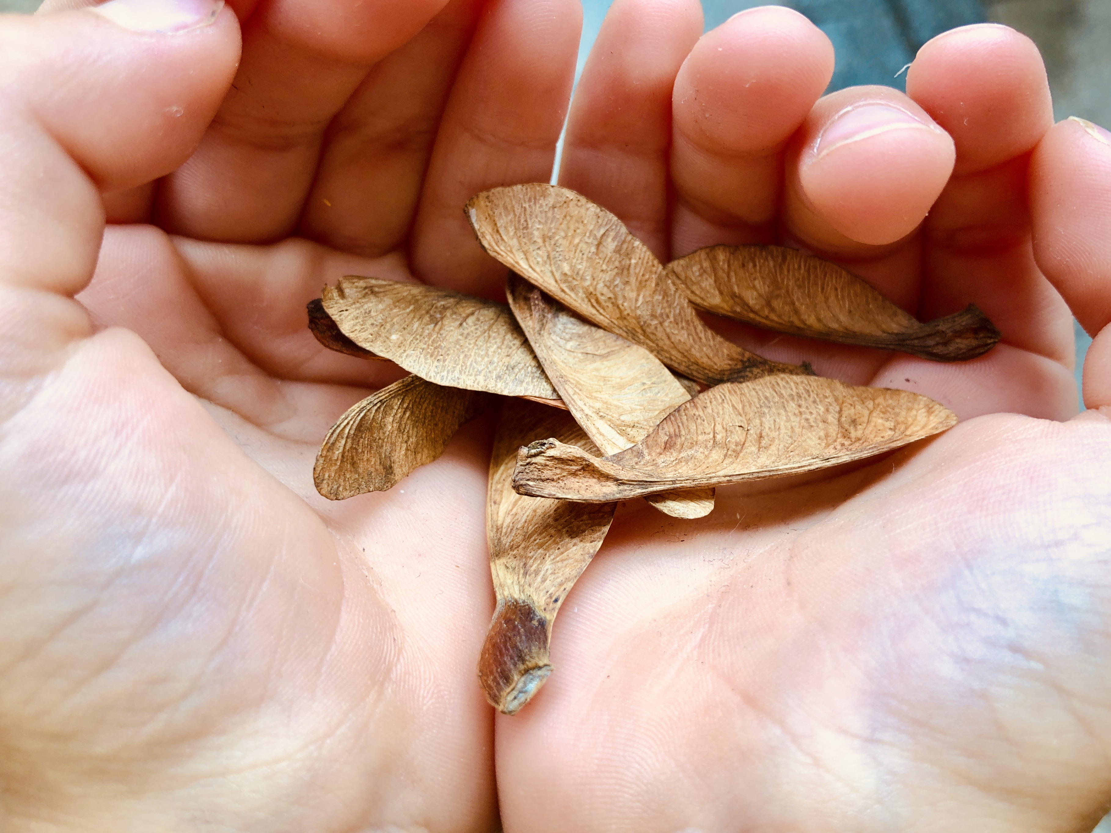 collecting maple tree seeds for dragonflies