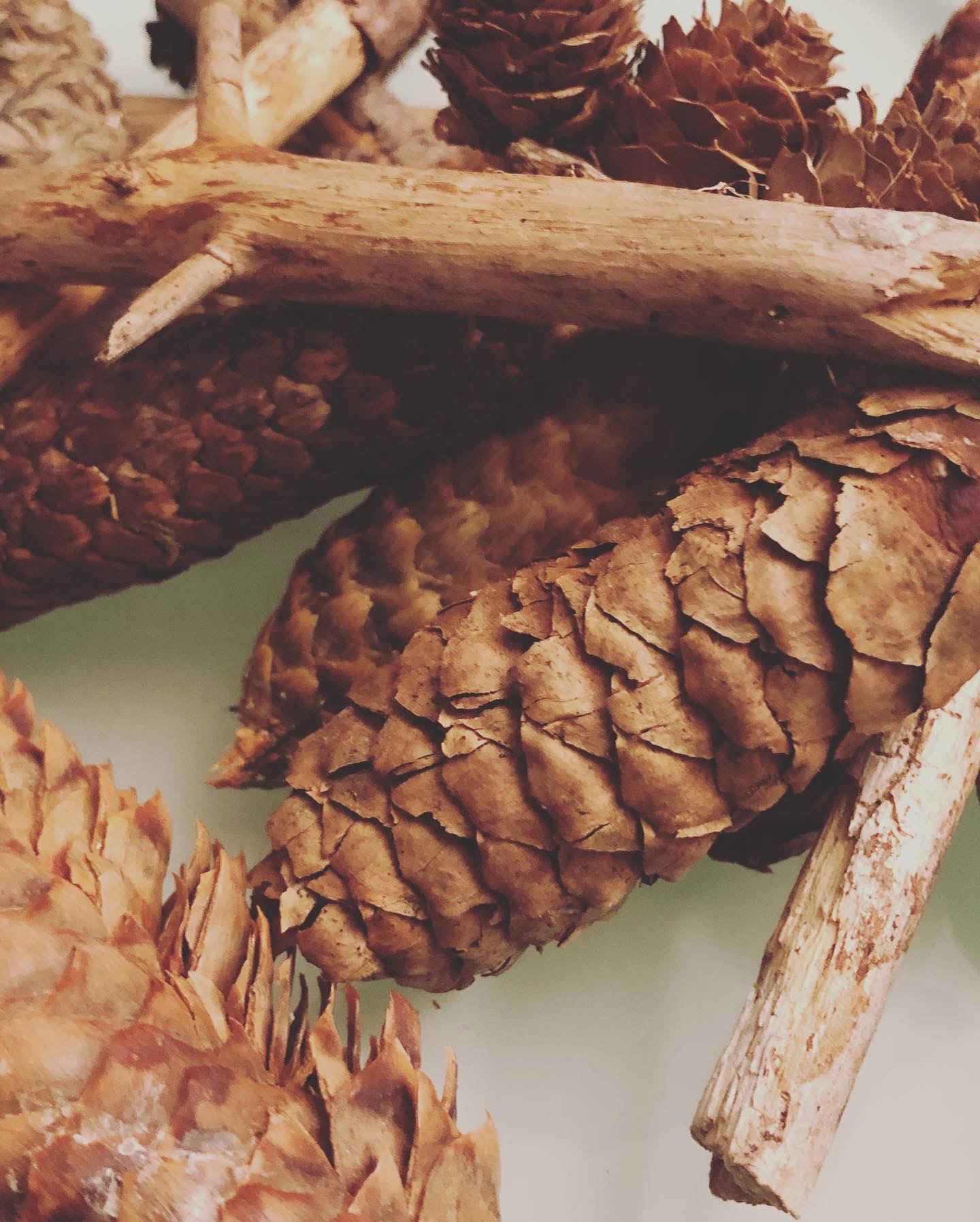 pine cones for the snow globe