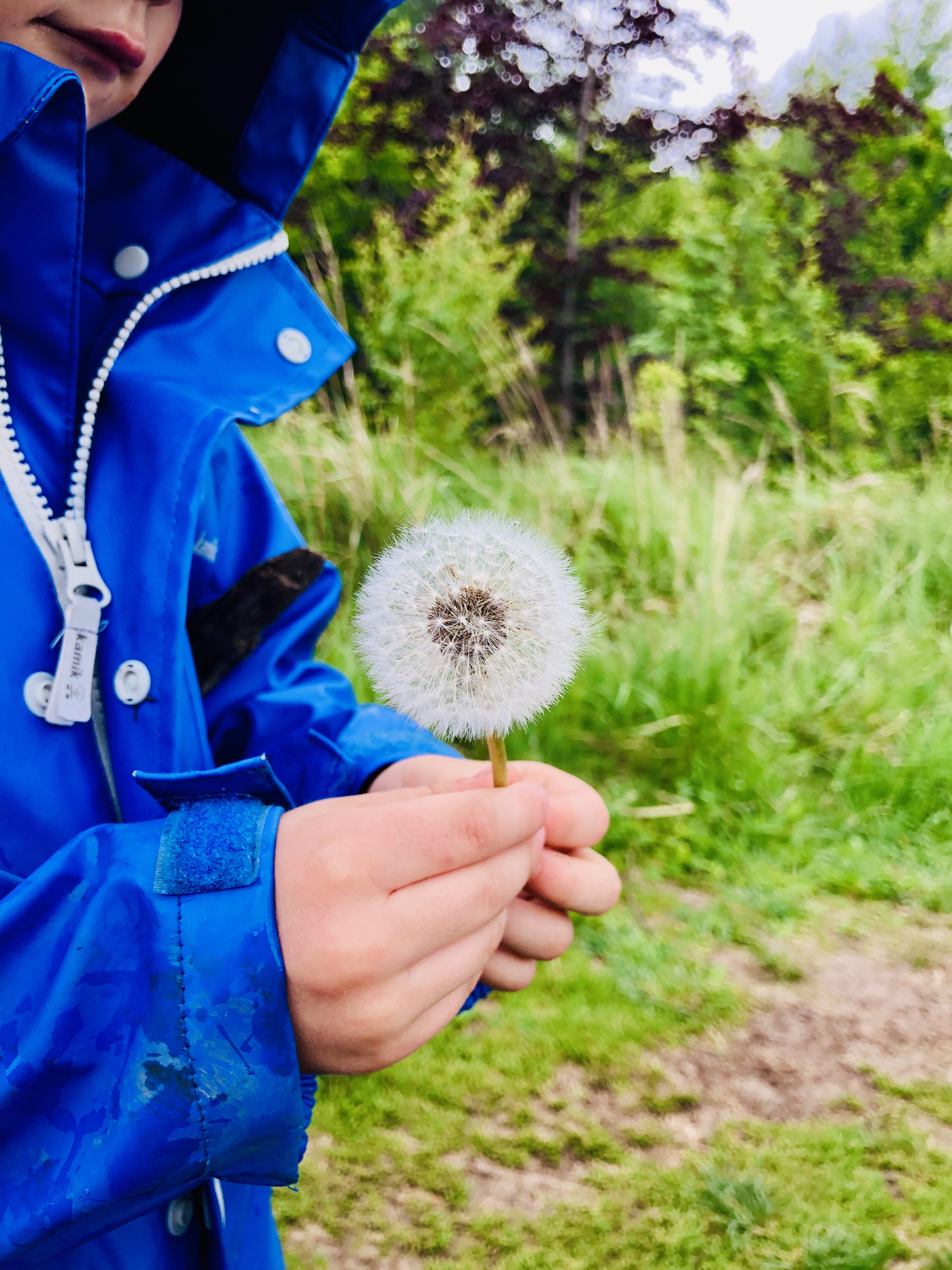 kid blowing dandelions